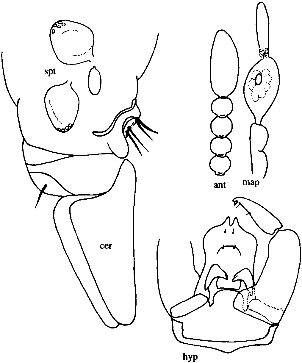 6.北域細蠓